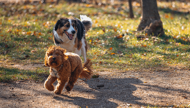 Two dogs are running and playing on a sunlit park path with autumn leaves around them.